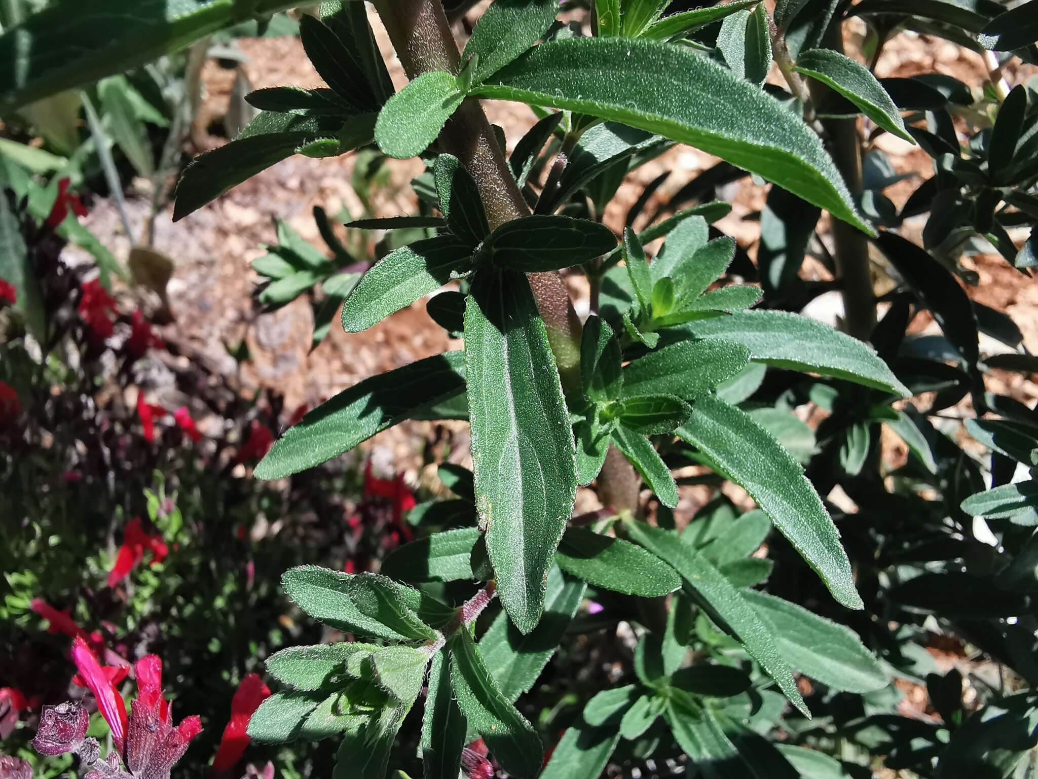 Image of Stevia hintoniorum B. L. Turner