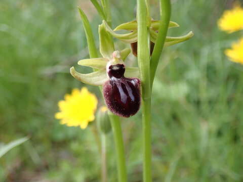 Image of Ophrys sphegodes subsp. atrata (Rchb. fil.) A. Bolòs