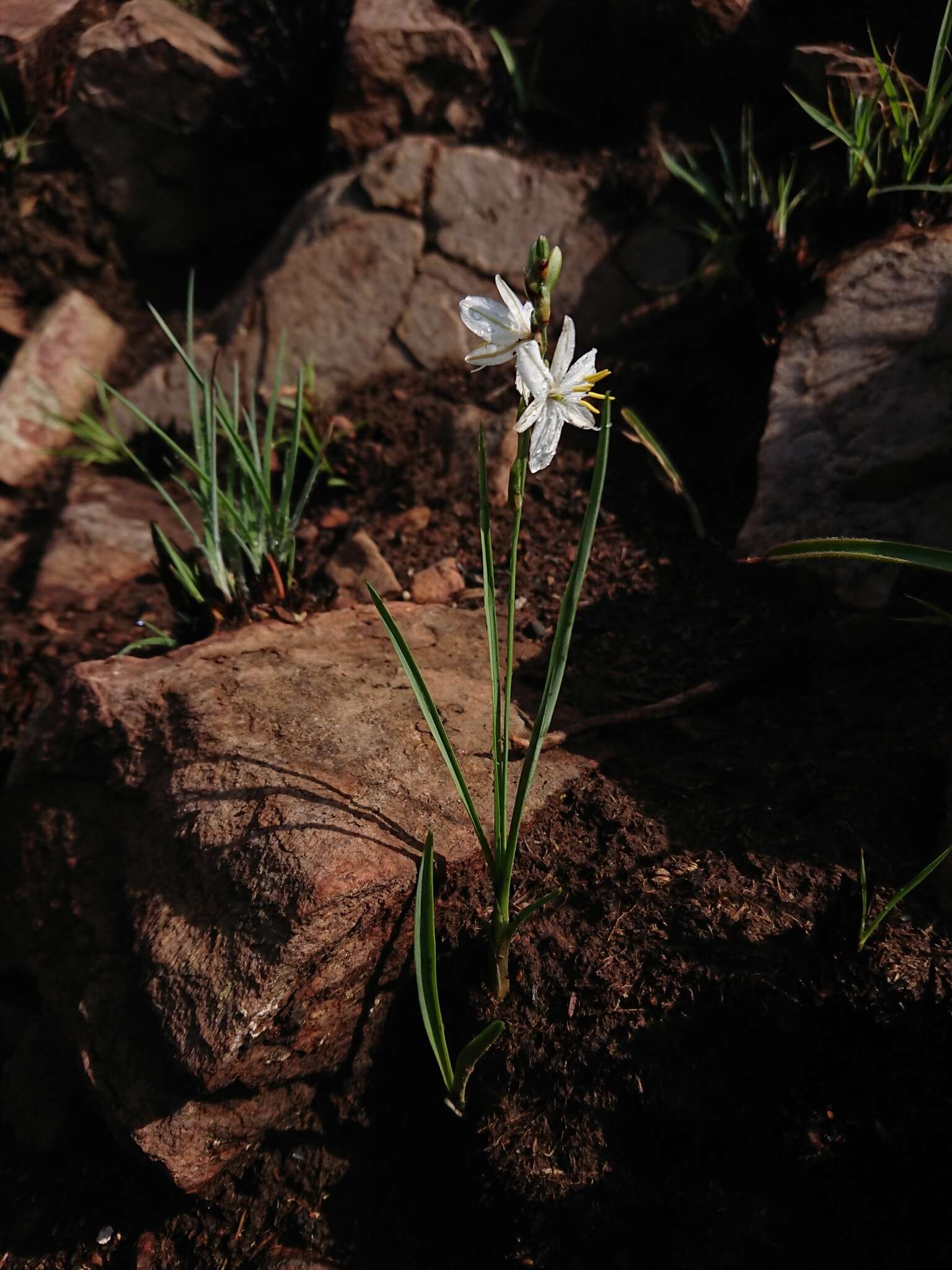 Image of Chlorophytum cooperi (Baker) Nordal