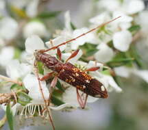 Image of Coptocercus biguttatus (Donovan 1805)
