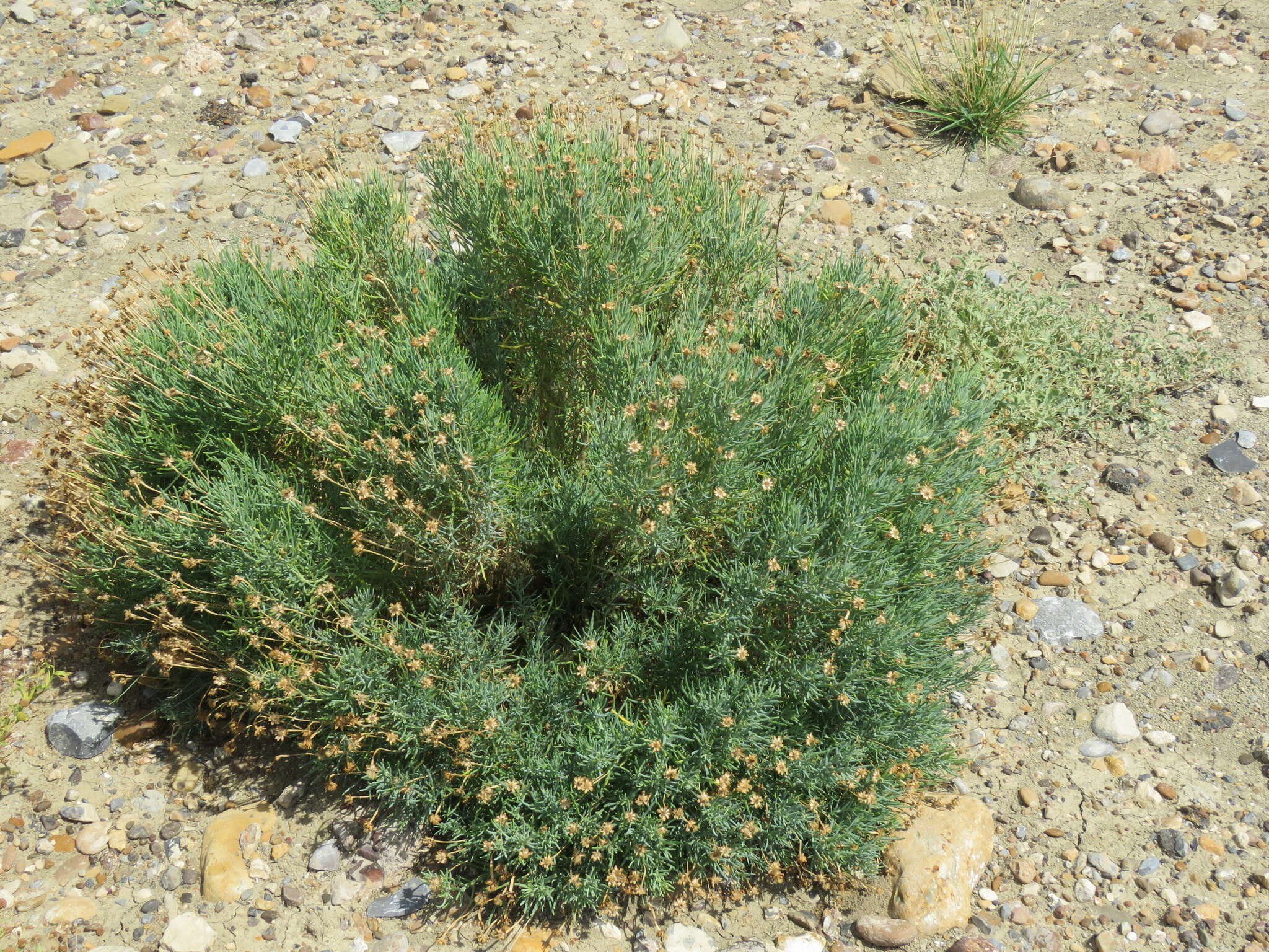 Clappia suaedifolia A. Gray resmi