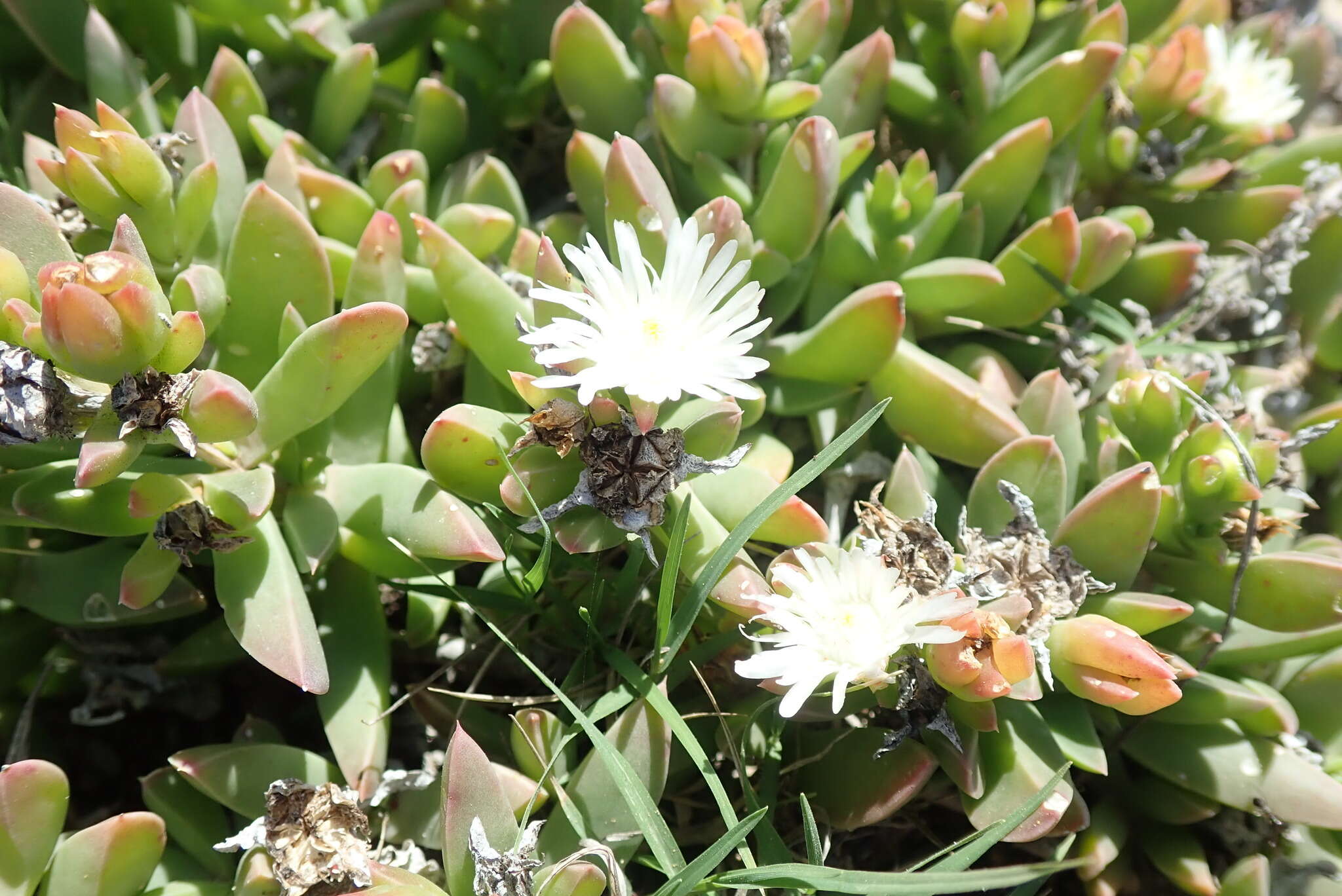 Image of Delosperma guthriei Lavis