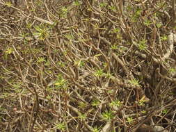 Image of Euphorbia balsamifera subsp. balsamifera