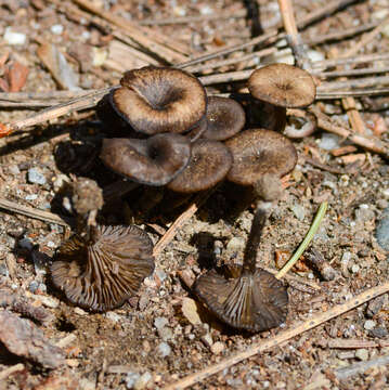 Image de Arrhenia rainierensis (H. E. Bigelow) Redhead, Lutzoni, Moncalvo & Vilgalys 2002