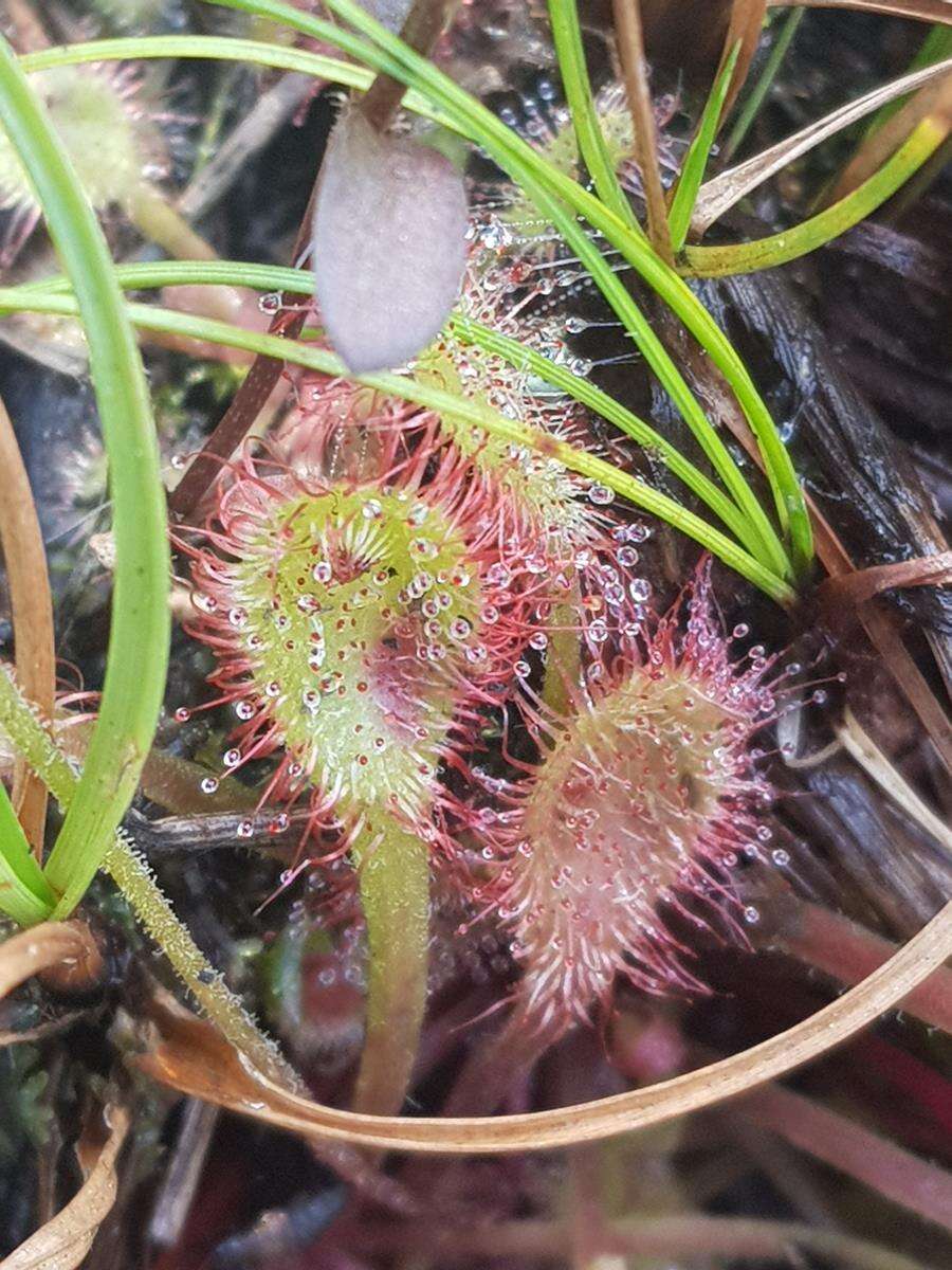 Image of Drosera collinsiae Brown ex Burtt Davy