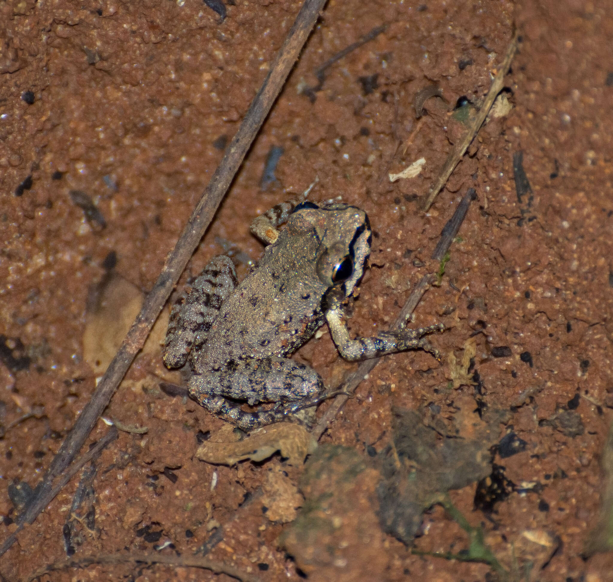 Image of Thoropa miliaris (Spix 1824)