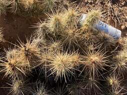 Image of Devil's Prickly-pear Cactus