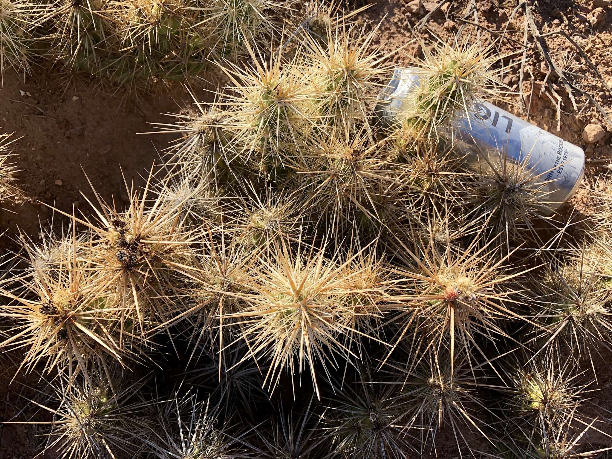 Image of Devil's Prickly-pear Cactus