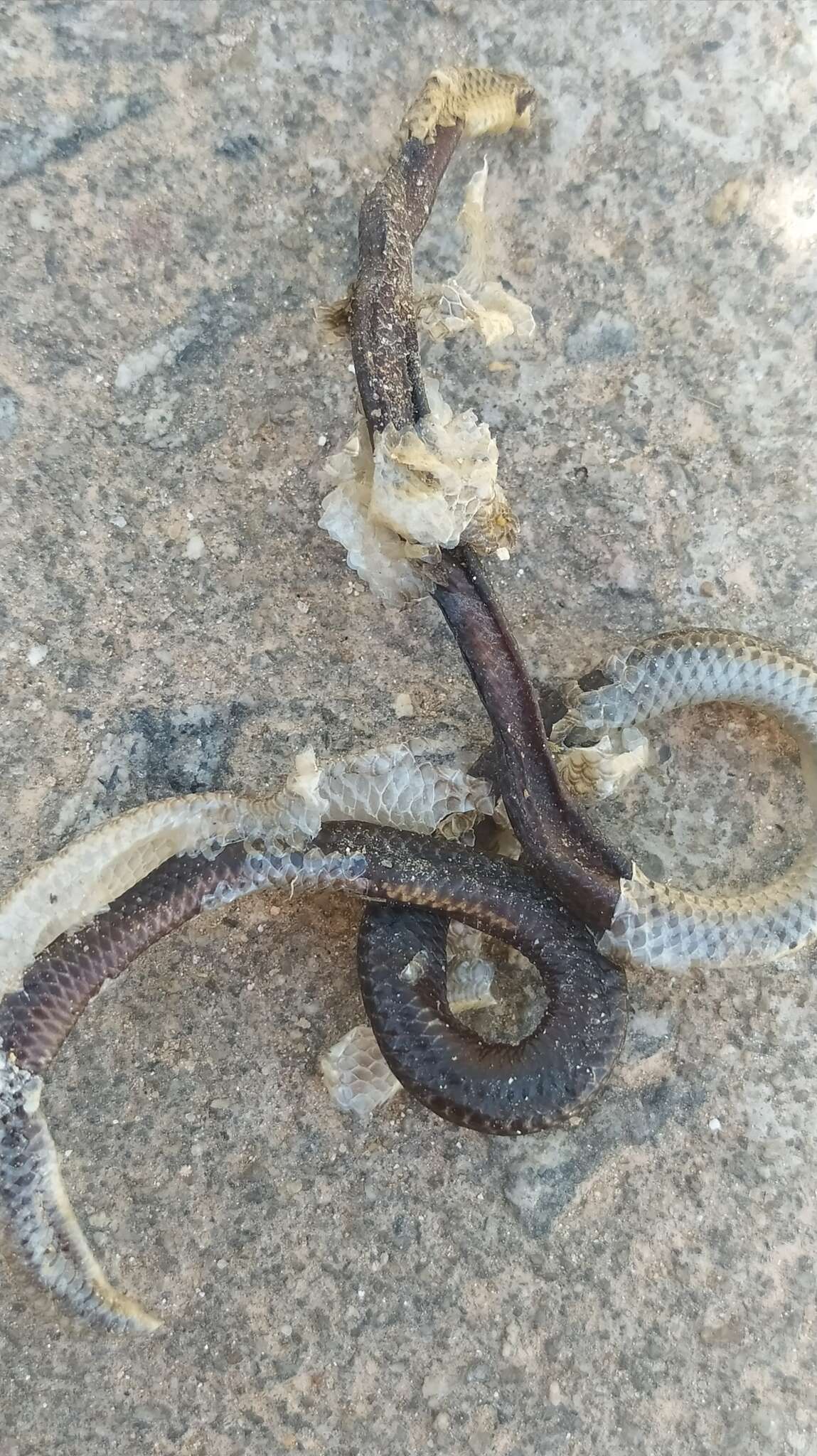 Image of Espiritú Santo Blind Snake