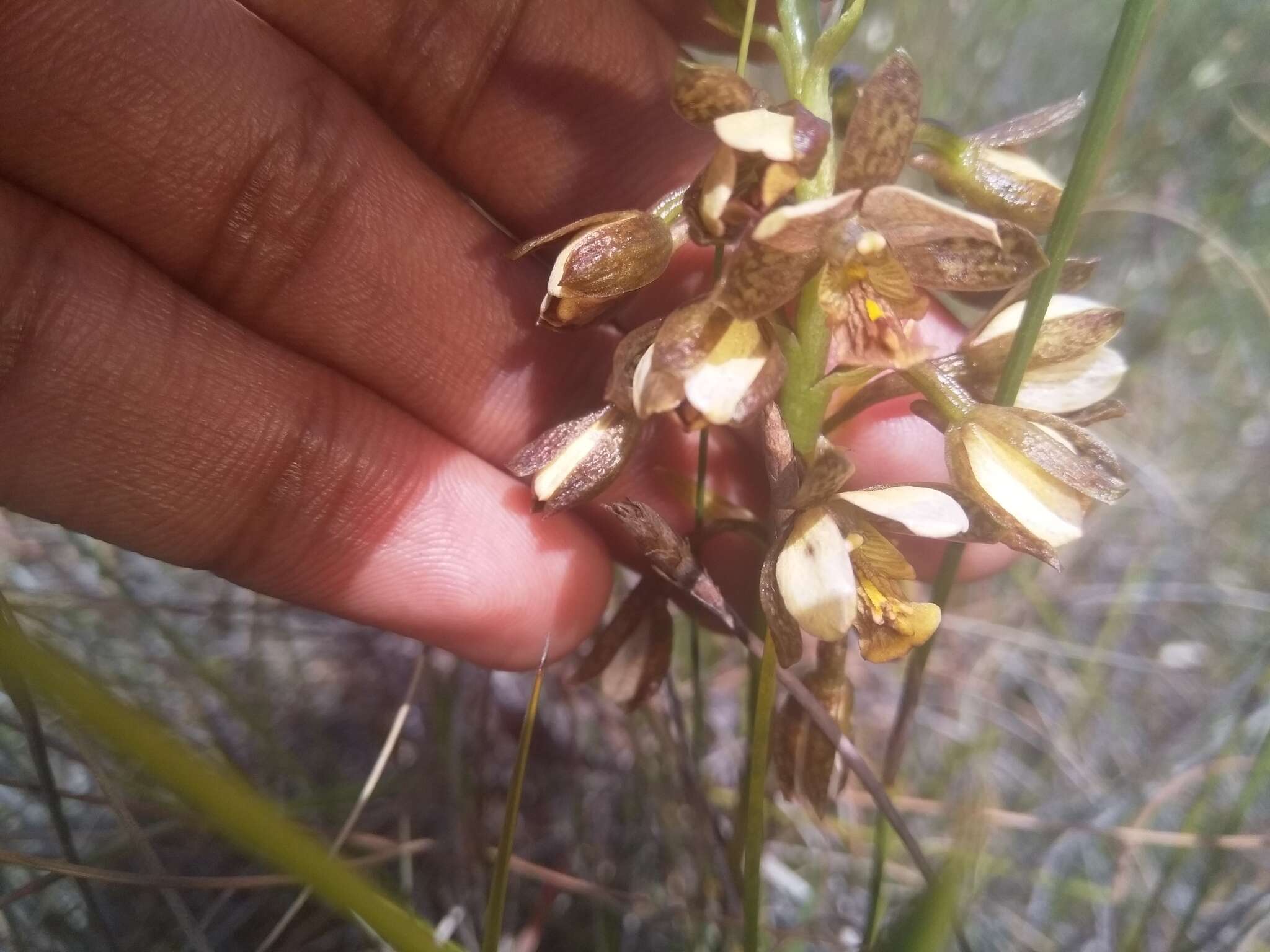 Image de Eulophia tenella Rchb. fil.