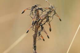 Image de Ammophila azteca Cameron 1888