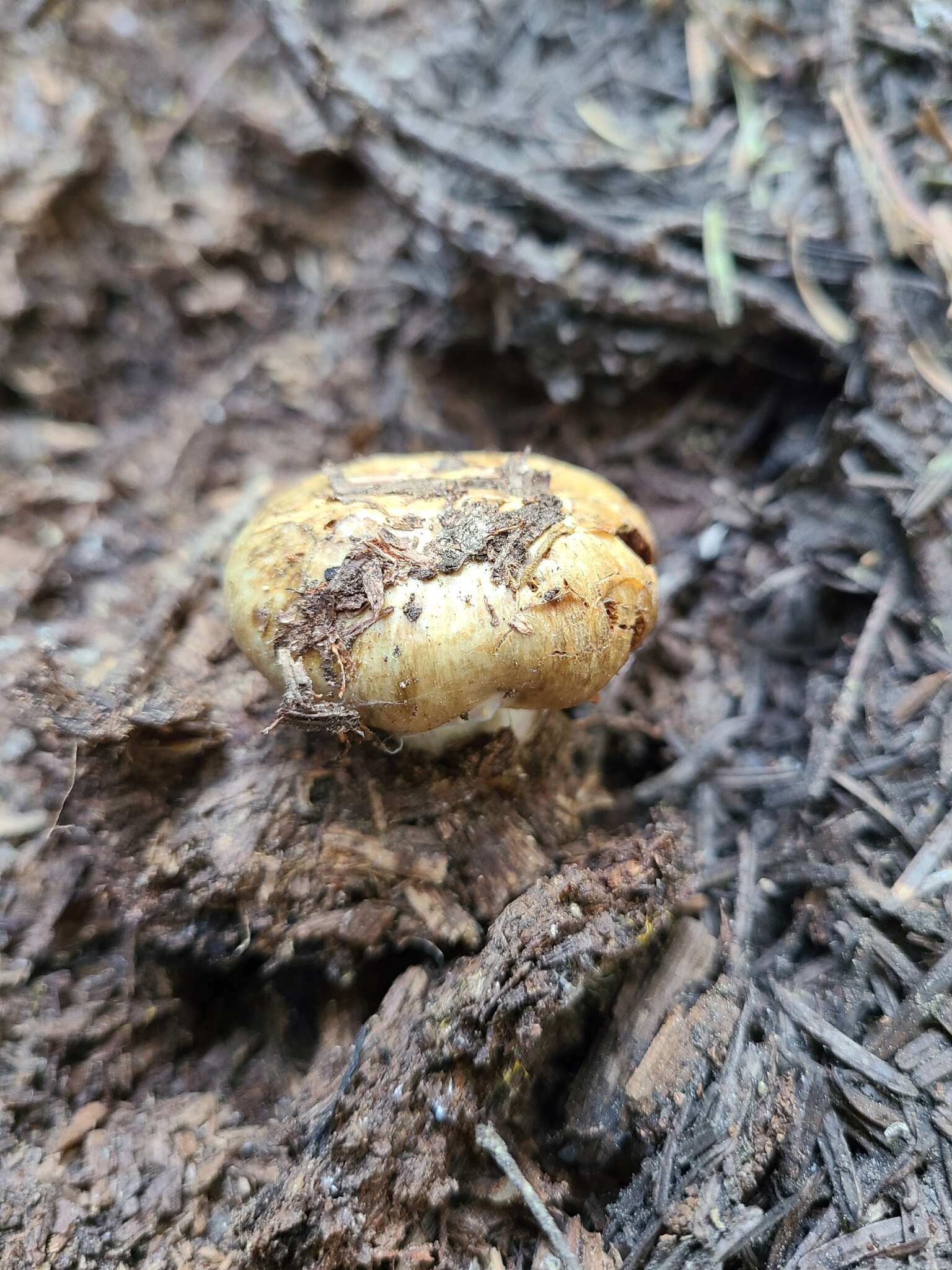 Image of Cortinarius pinguis (Zeller) Peintner & M. M. Moser 2002