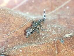 Image of Spotted Least Gecko