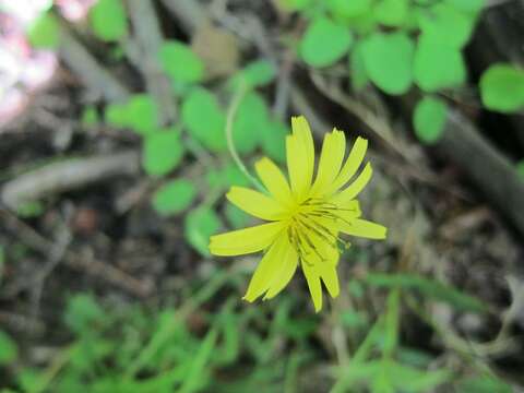 Image of creeping lettuce