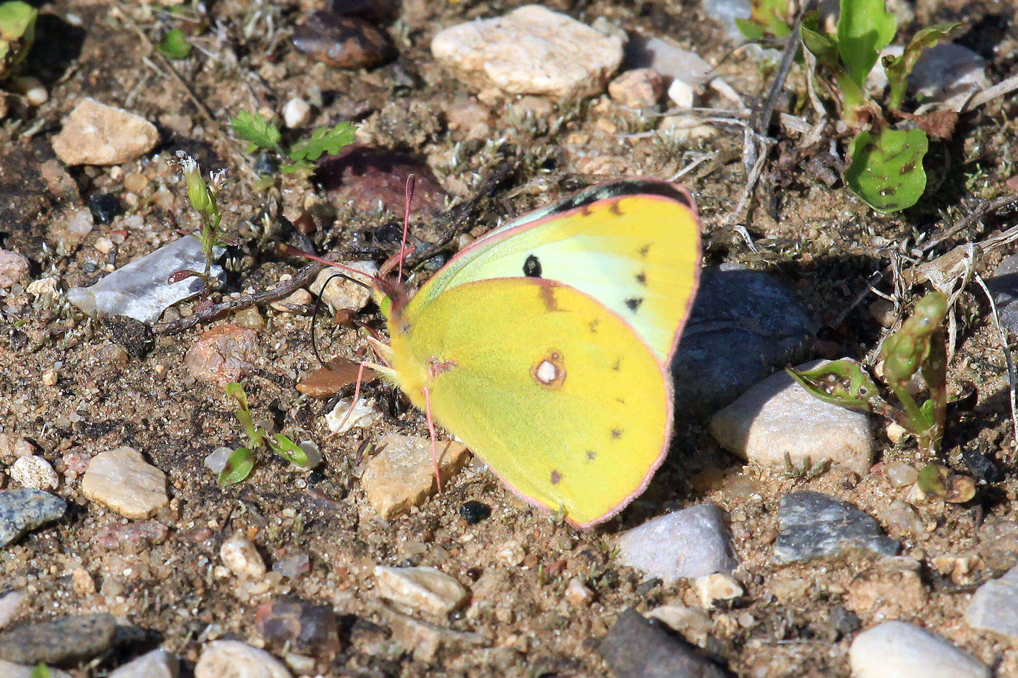 Image of pale cloudedyyellow