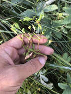 Image of saltmarsh starwort