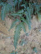 Image of Pteris dispar Kunze