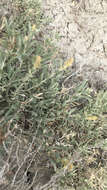 Image of Gardner's saltbush