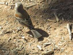 Image of Passer melanurus damarensis Reichenow 1902