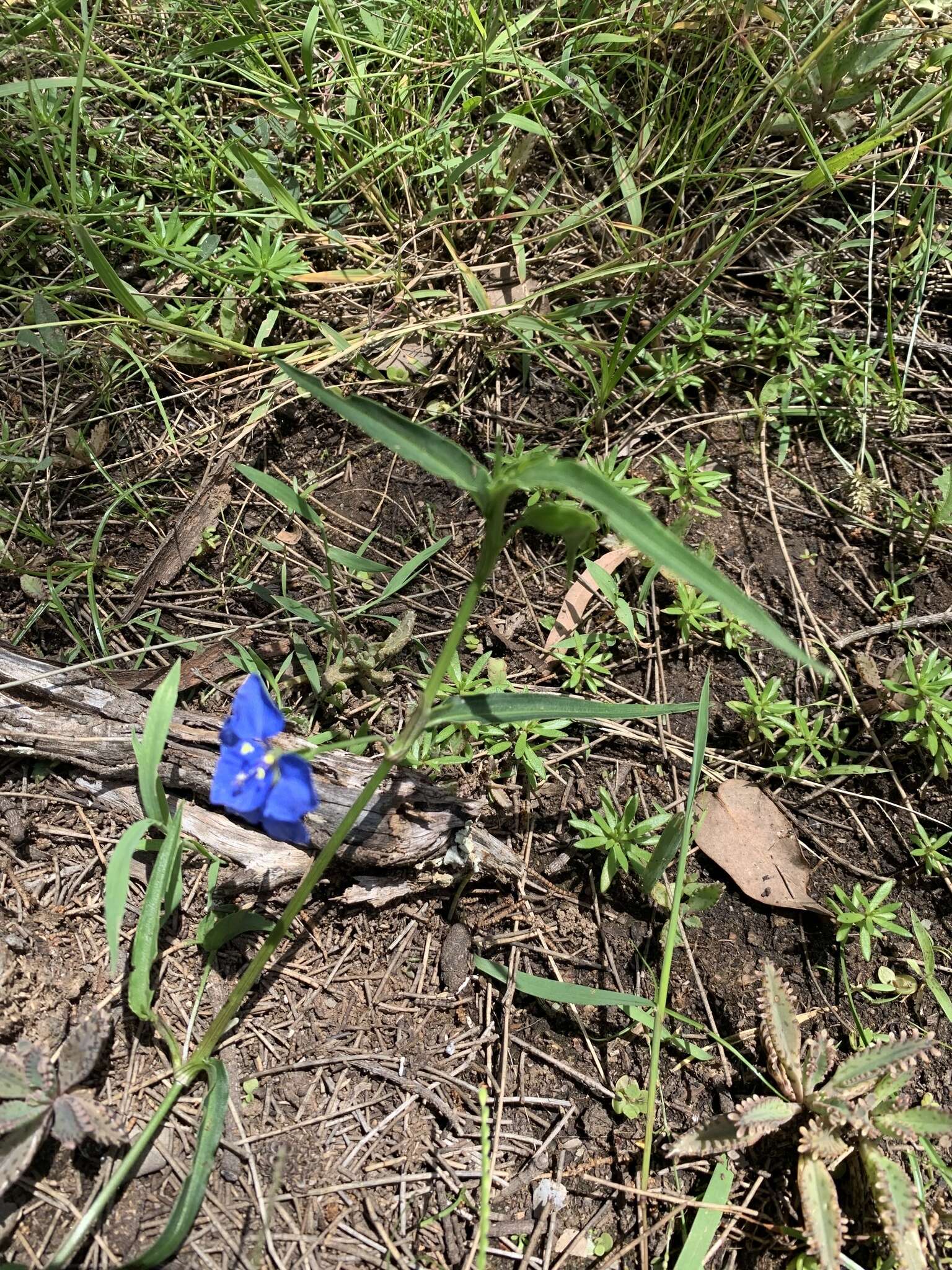 Commelina lanceolata R. Br.的圖片