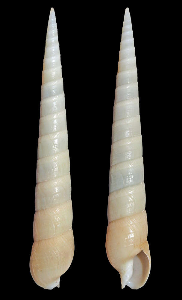 Image of Terebra cingulifera Lamarck 1822