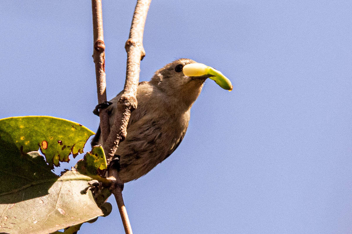 Image of Nilgiri Flowerpecker