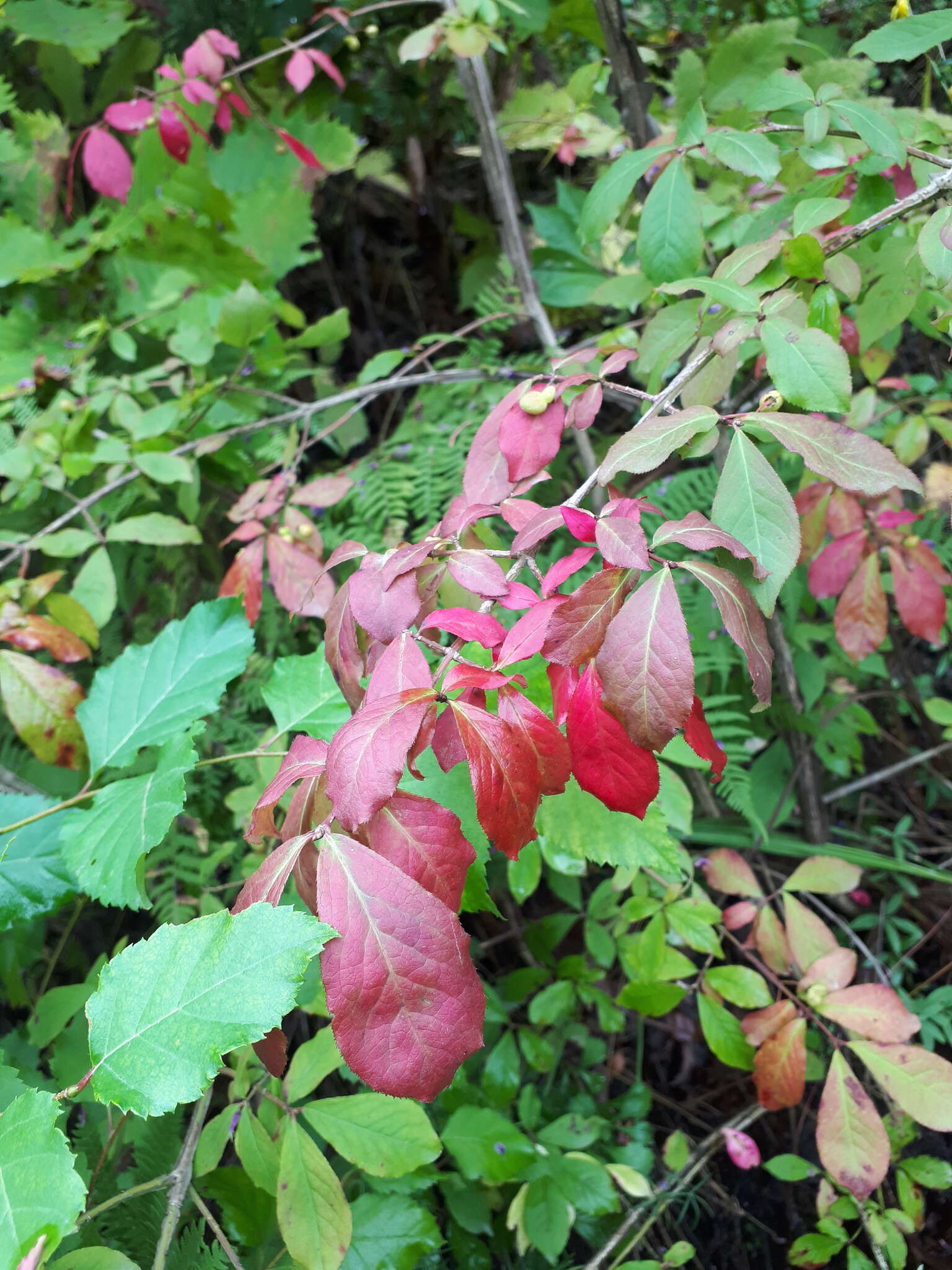 Image de Euonymus alatus subsp. sacrosancta (Koidz) Vorosh.