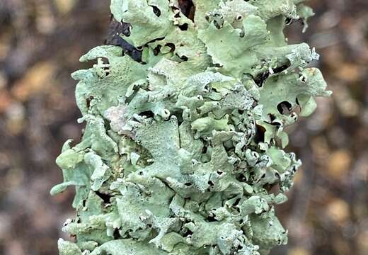 Image of Michaux's parmotrema lichen