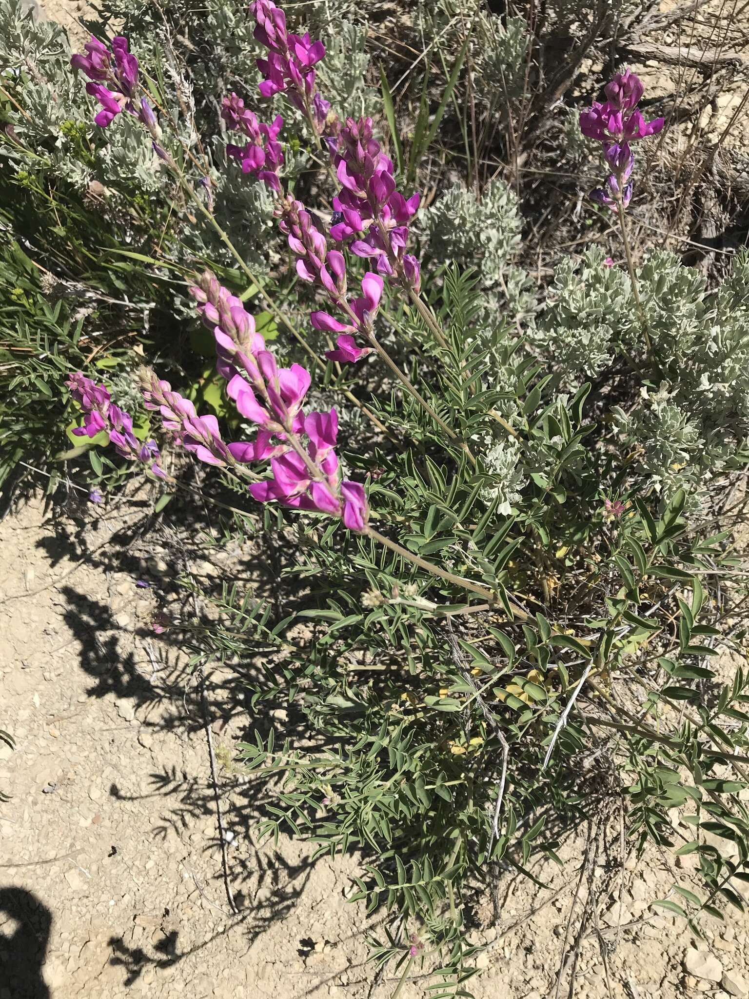 Plancia ëd Hedysarum boreale Nutt.