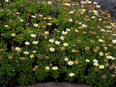 Image of Argyranthemum frutescens subsp. canariae (Christ.) Humphr.