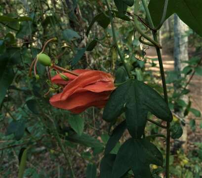 Image of Passiflora aurantia Forst. fil.