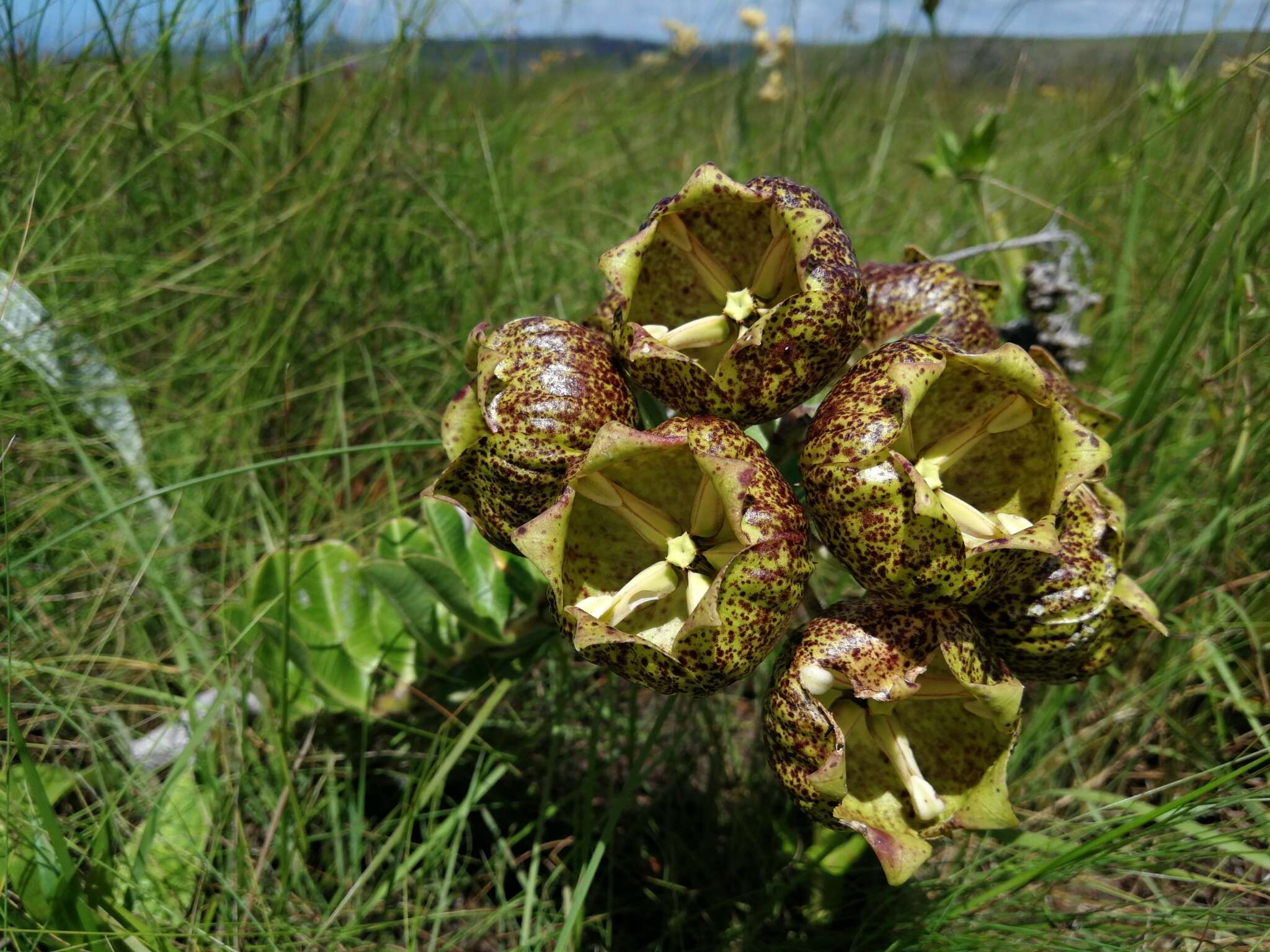 Sivun Pachycarpus grandiflorus (L. fil.) E. Mey. kuva