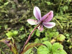 Image of Himalayan windflower