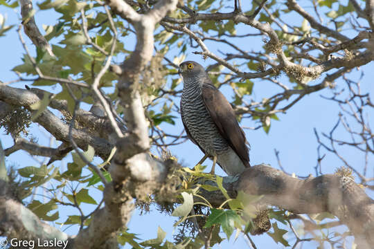 Image of Madagascan Sparrowhawk