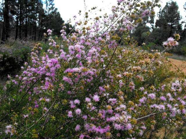 صورة Kunzea opposita F. Müll.