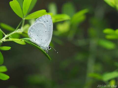 Image of Celastrina argiolus caphis (Fruhstorfer (1922))