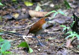 Image of White-bellied Antpitta