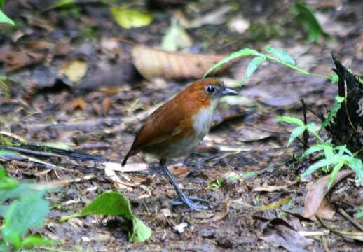 Image of White-bellied Antpitta