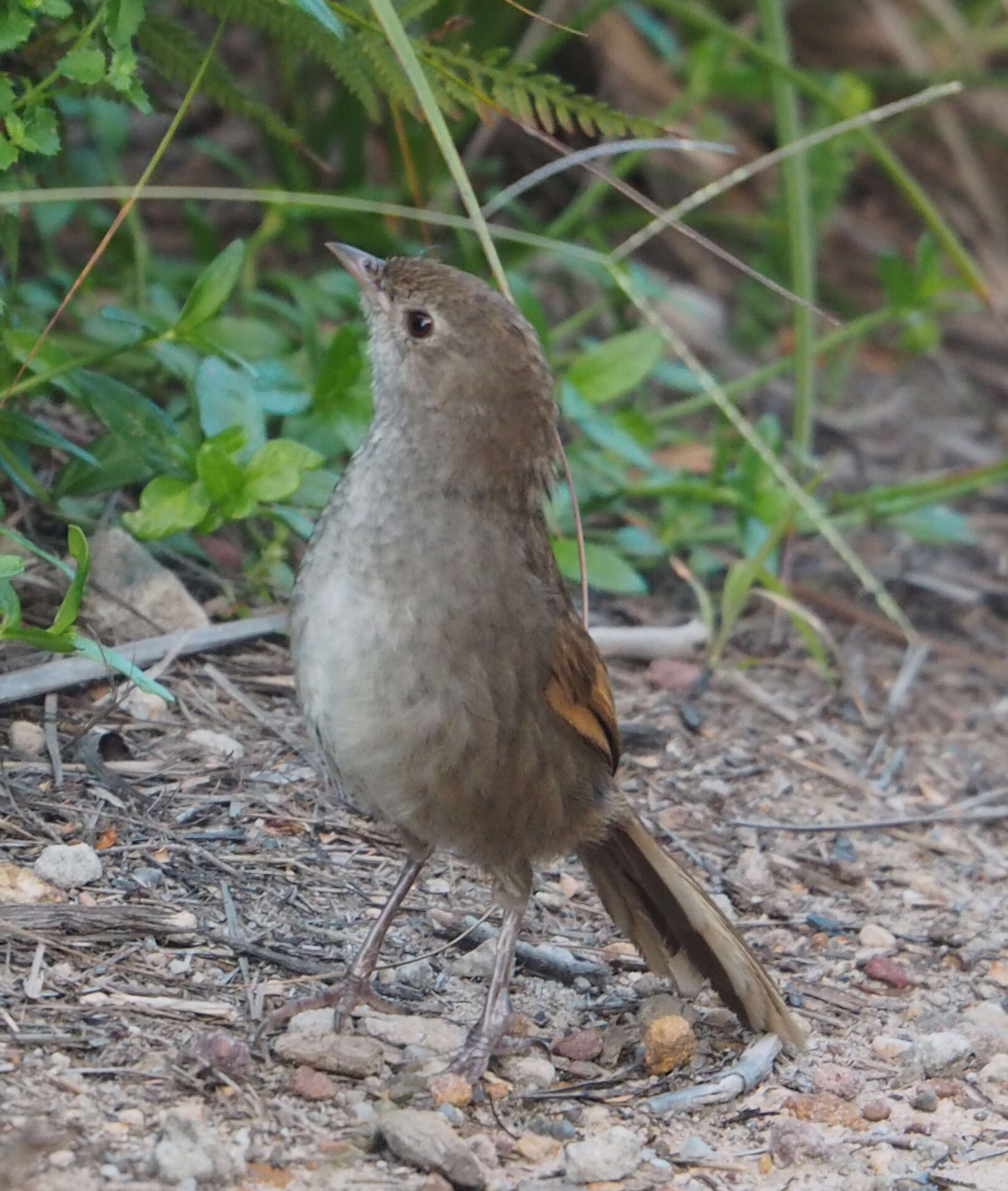 Dasyornithidae resmi