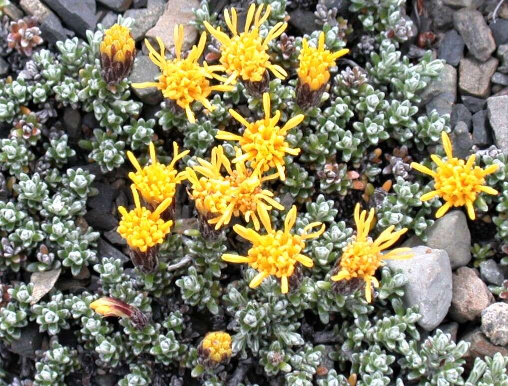 Image of Nardophyllum bryoides (Lam.) Cabrera