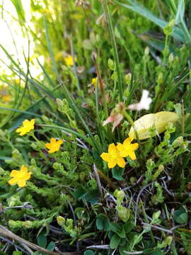 Imagem de Hypericum japonicum subsp. japonicum