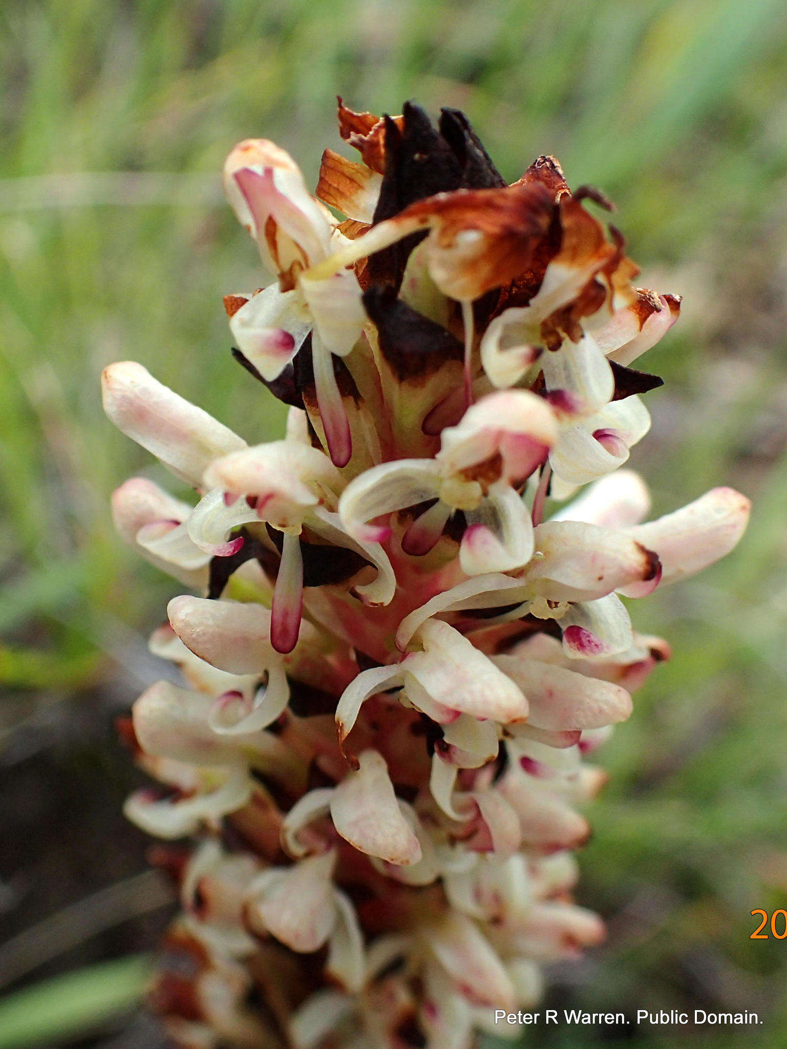 Image de Disa fragrans subsp. fragrans