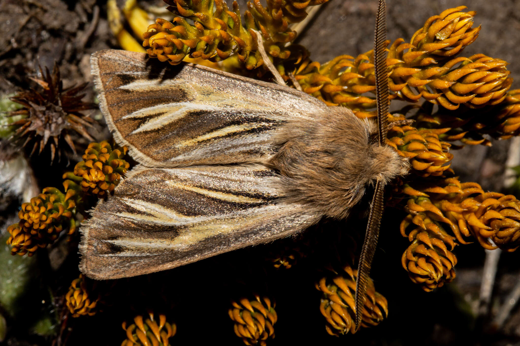 Image of Ichneutica caraunias Meyrick 1887