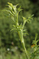 Pastinaca sativa subsp. sylvestris (Mill.) Rouy & Camus的圖片