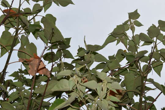 Image of Croton urucurana Baill.