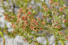 Plancia ëd Erica glabella subsp. glabella