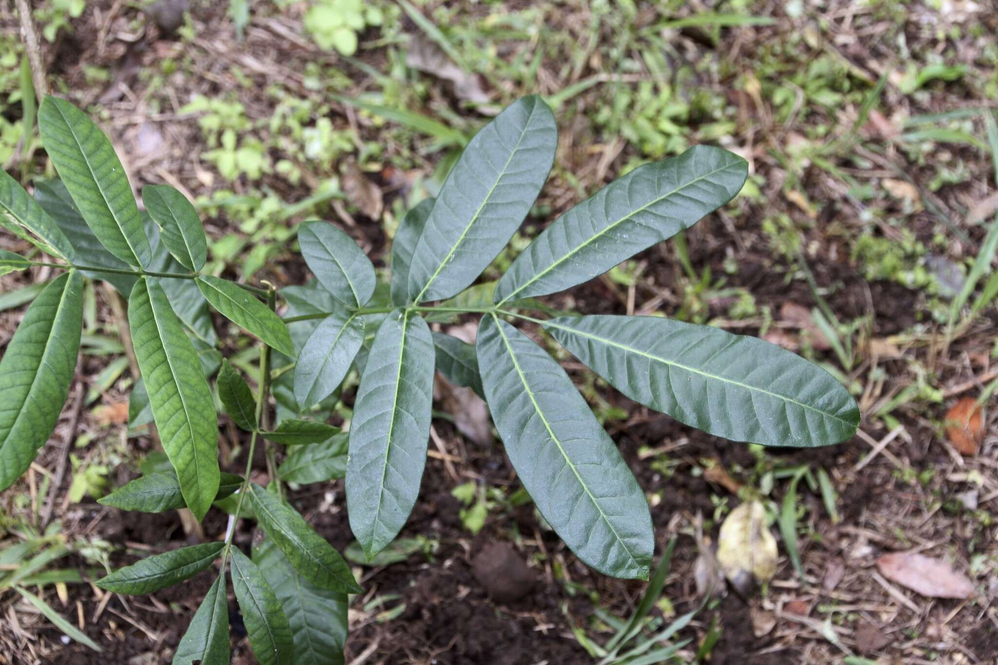 Image of Flindersia schottiana F. Müll.