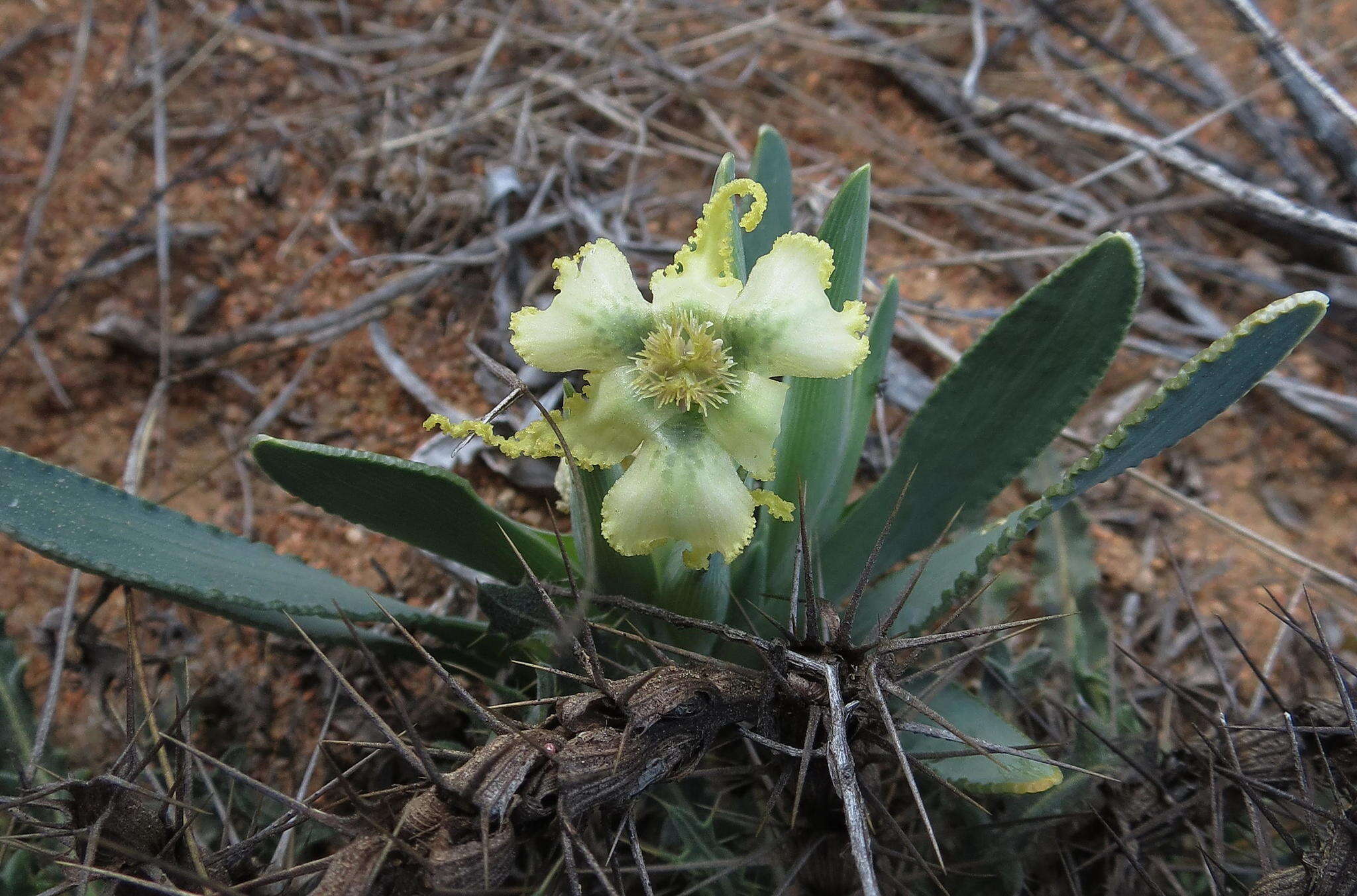 Image of Ferraria macrochlamys subsp. macrochlamys