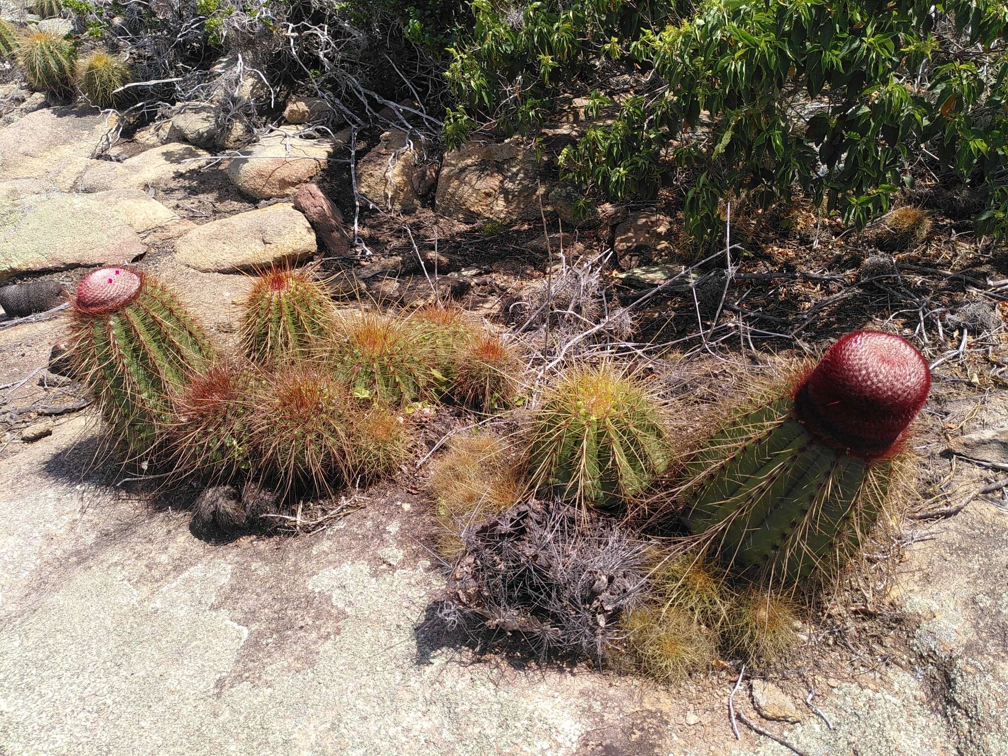 Melocactus ernestii Vaupel resmi