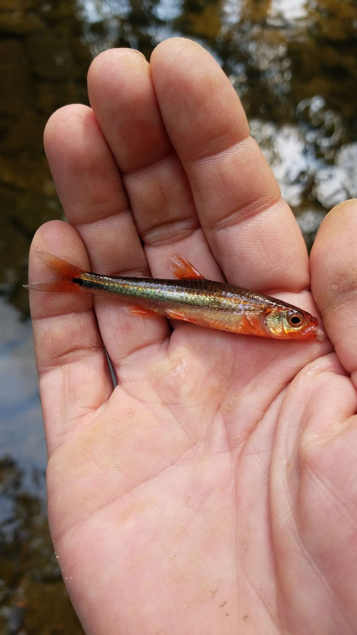 Imagem de Notropis leuciodus (Cope 1868)